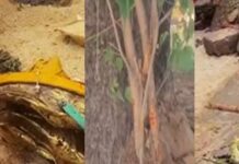 గుడి కూల్చిన టీడీపీ నేత