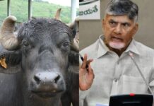 పశువులకు హాస్టల్స్ ఏంటీ ‘బాబు’?