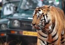 మందేస్తే.. పులి లేదు తొక్కలేదు.. ఈ తాగుబోతు చేసిన పని వైరల్